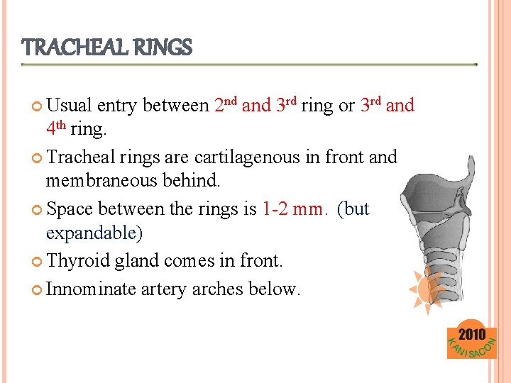 TRACHEAL RINGS Usual entry between 2 nd and 3 rd ring or 3 rd