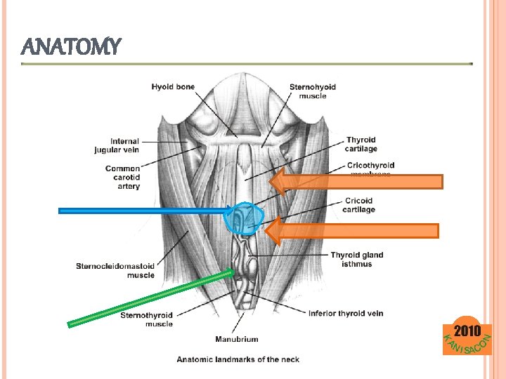 ANATOMY 