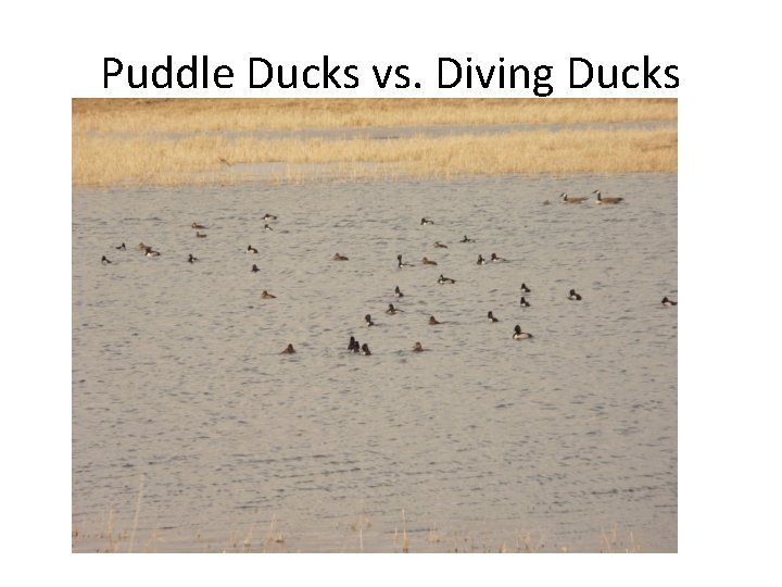Puddle Ducks vs. Diving Ducks 