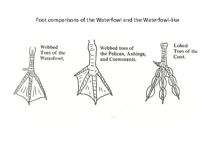 Foot comparisons of the Waterfowl and the Waterfowl-like 