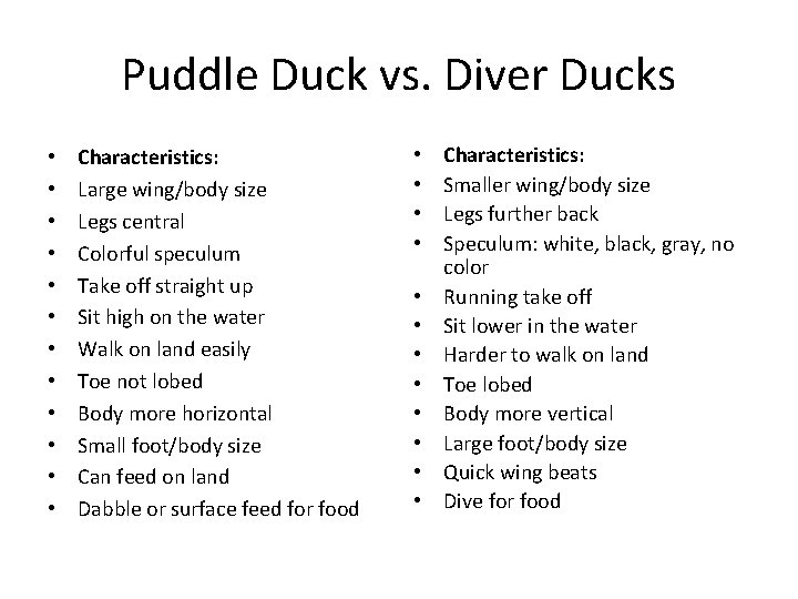 Puddle Duck vs. Diver Ducks • • • Characteristics: Large wing/body size Legs central