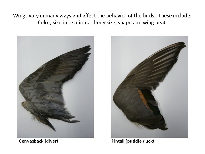 Wings vary in many ways and affect the behavior of the birds. These include: