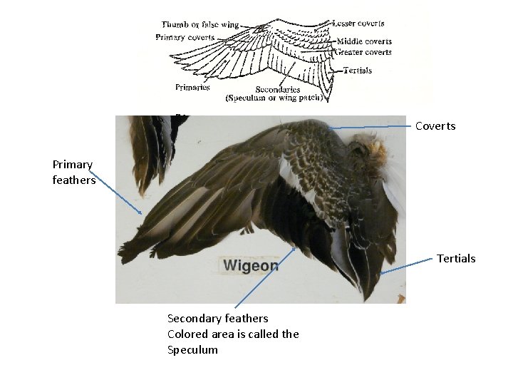 Coverts Primary feathers Tertials Secondary feathers Colored area is called the Speculum 