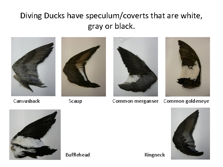 Diving Ducks have speculum/coverts that are white, gray or black. Canvasback Scaup Bufflehead Common