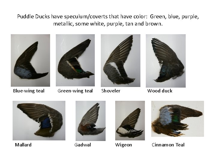 Puddle Ducks have speculum/coverts that have color: Green, blue, purple, metallic, some white, purple,