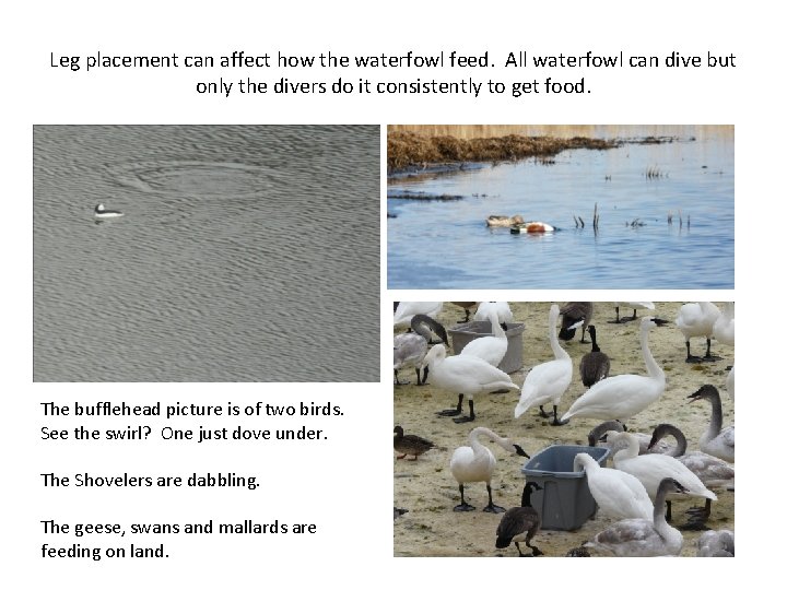 Leg placement can affect how the waterfowl feed. All waterfowl can dive but only