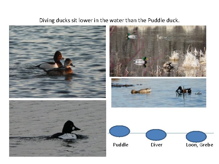 Diving ducks sit lower in the water than the Puddle duck. Puddle Diver Loon,
