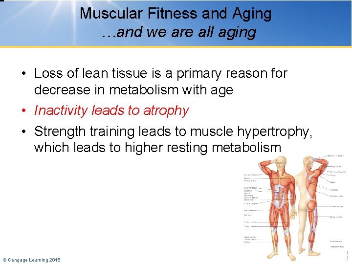 Muscular Fitness and Aging …and we are all aging • Loss of lean tissue