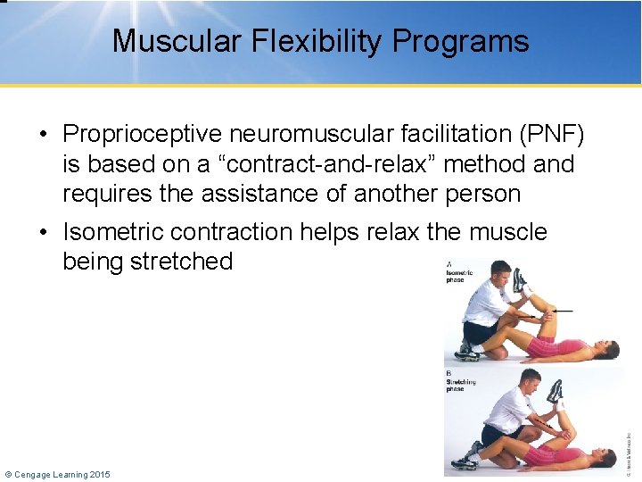 Muscular Flexibility Programs • Proprioceptive neuromuscular facilitation (PNF) is based on a “contract-and-relax” method