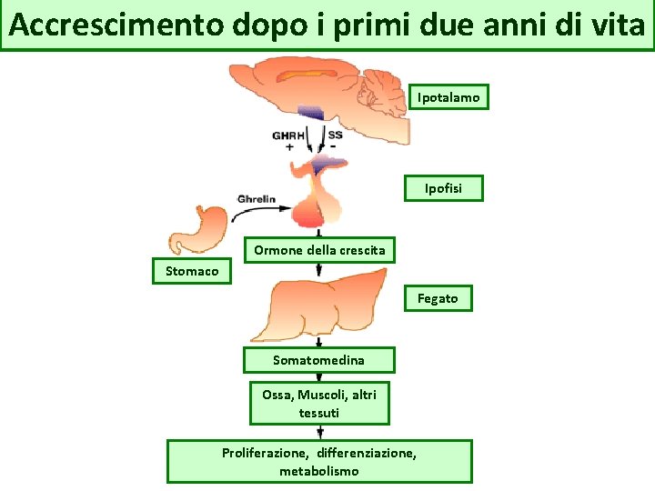 Accrescimento dopo i primi due anni di vita Ipotalamo Ipofisi Ormone della crescita Stomaco