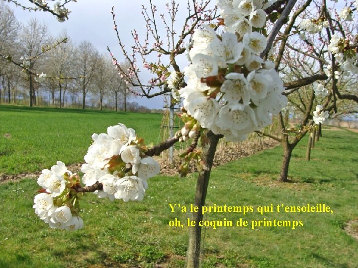 Y’a le printemps qui t’ensoleille, oh, le coquin de printemps 