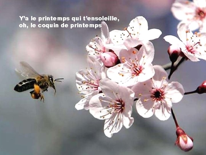 Y’a le printemps qui t’ensoleille, oh, le coquin de printemps 