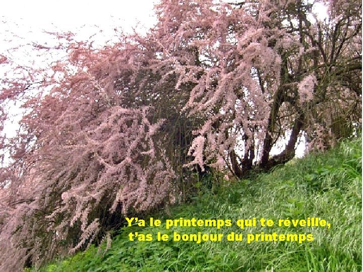 Y’a le printemps qui te réveille, t’as le bonjour du printemps 