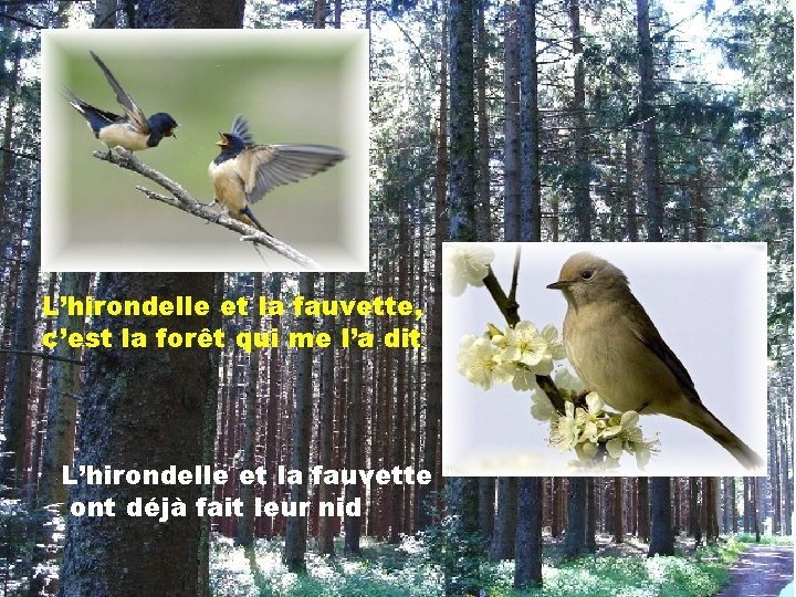 L’hirondelle et la fauvette, c’est la forêt qui me l’a dit L’hirondelle et la