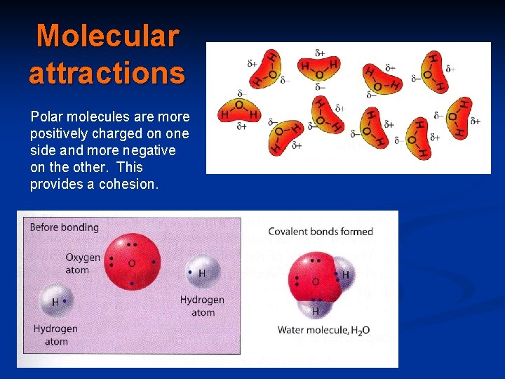 Molecular attractions Polar molecules are more positively charged on one side and more negative Molecular attractions Polar molecules are more positively charged on one side and more negative