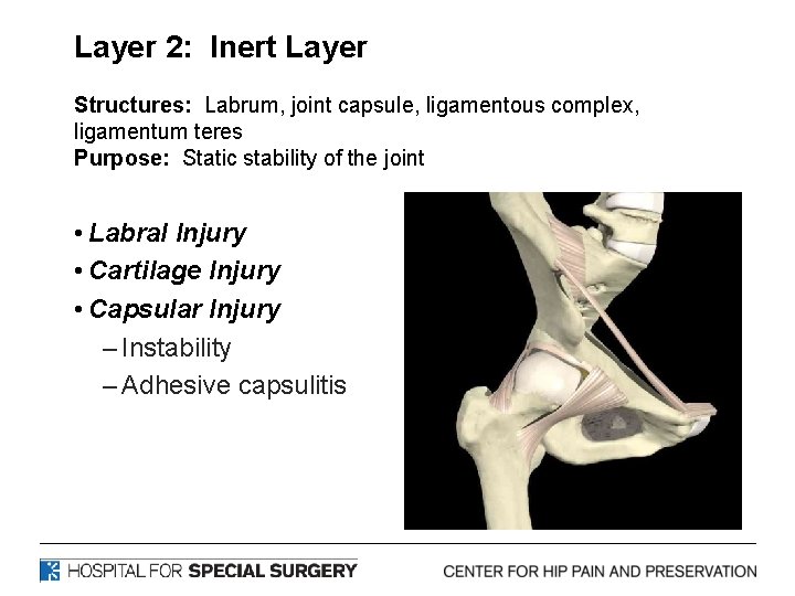 Layer 2: Inert Layer Structures: Labrum, joint capsule, ligamentous complex, ligamentum teres Purpose: Static