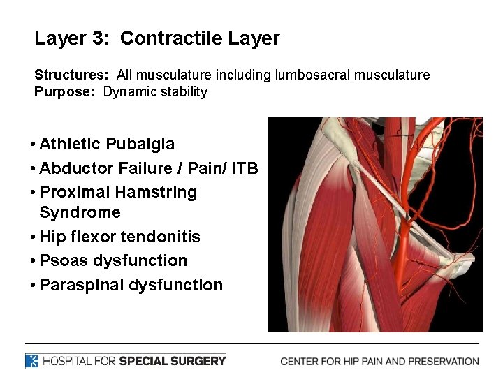 Layer 3: Contractile Layer Structures: All musculature including lumbosacral musculature Purpose: Dynamic stability •