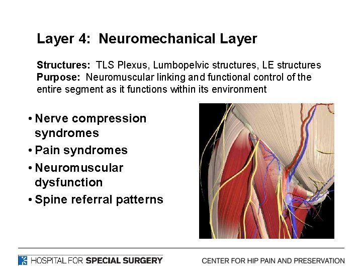 Layer 4: Neuromechanical Layer Structures: TLS Plexus, Lumbopelvic structures, LE structures Purpose: Neuromuscular linking