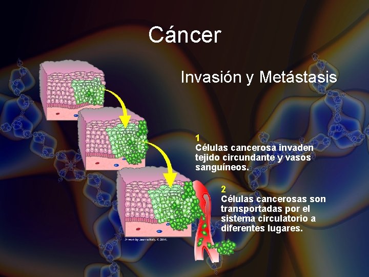 Cáncer Invasión y Metástasis 1 Células cancerosa invaden tejido circundante y vasos sanguíneos. 2 Cáncer Invasión y Metástasis 1 Células cancerosa invaden tejido circundante y vasos sanguíneos. 2