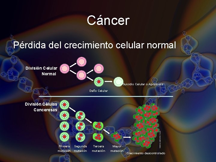 Cáncer Pérdida del crecimiento celular normal División Celular Normal Suicidio Celular o Apoptosis Daño Cáncer Pérdida del crecimiento celular normal División Celular Normal Suicidio Celular o Apoptosis Daño