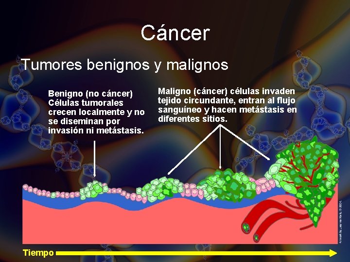 Cáncer Tumores benignos y malignos Benigno (no cáncer) Células tumorales crecen localmente y no Cáncer Tumores benignos y malignos Benigno (no cáncer) Células tumorales crecen localmente y no