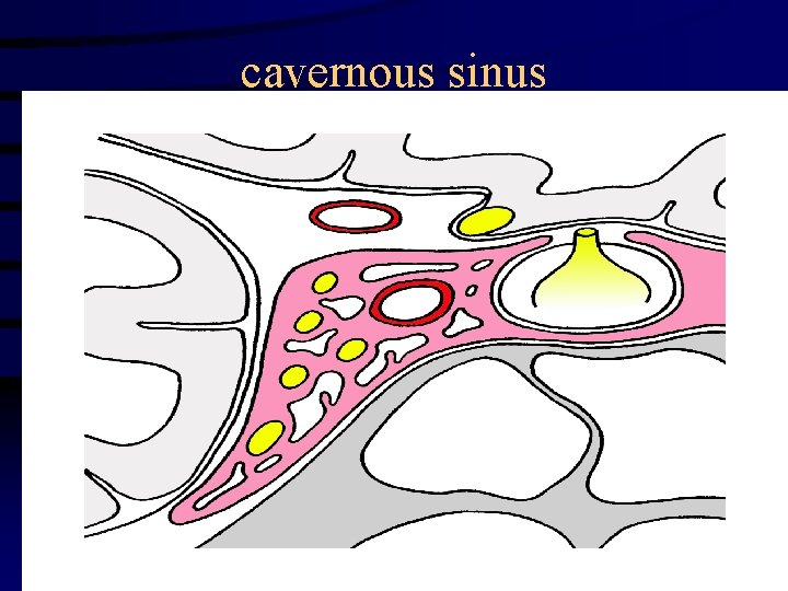 cavernous sinus 