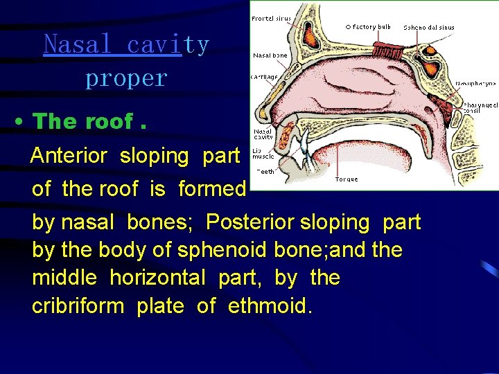 Nasal cavity proper • The roof. Anterior sloping part of the roof is formed