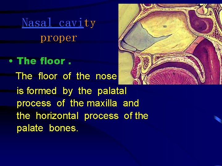 Nasal cavity proper • The floor of the nose is formed by the palatal