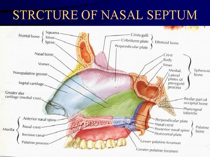 STRCTURE OF NASAL SEPTUM 