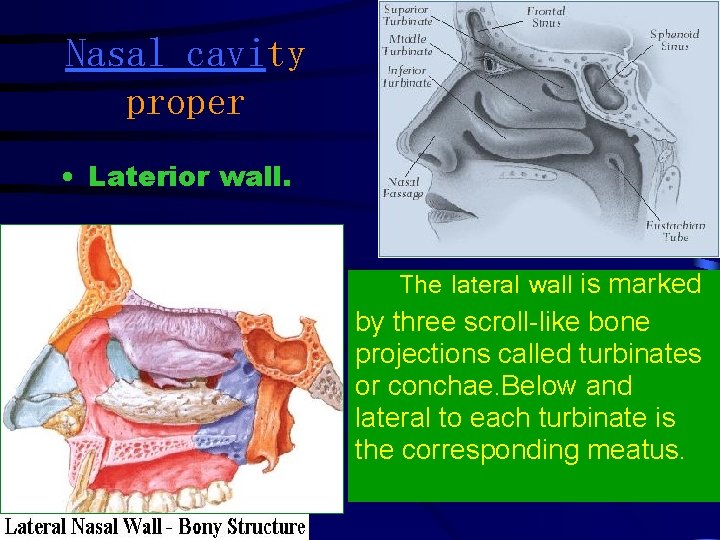 Nasal cavity proper • Laterior wall. The lateral wall is marked by three scroll-like