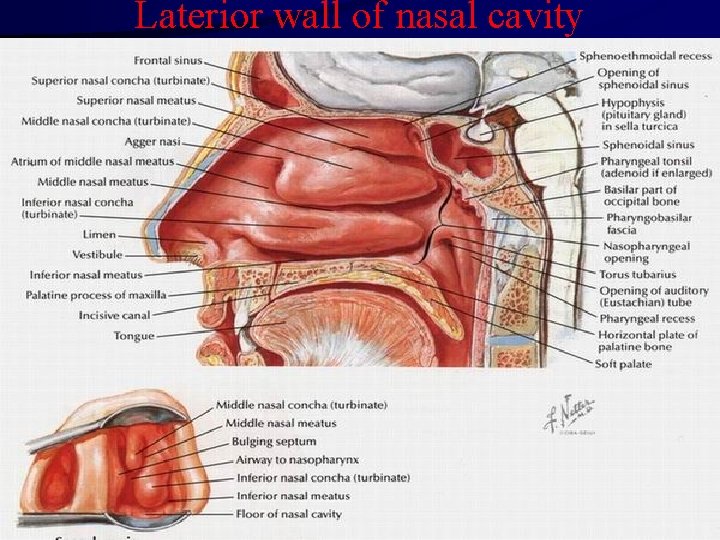 Laterior wall of nasal cavity 