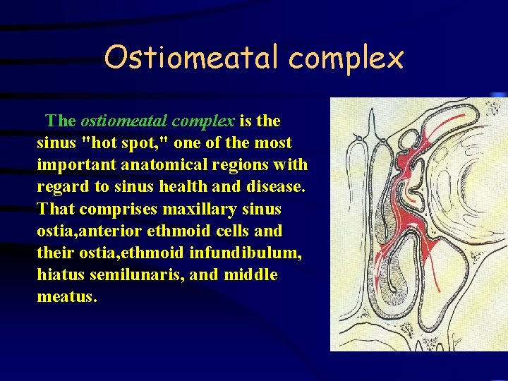 Ostiomeatal complex The ostiomeatal complex is the sinus "hot spot, " one of the