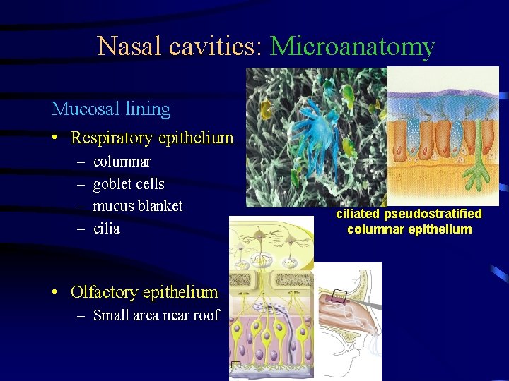 Nasal cavities: Microanatomy Mucosal lining • Respiratory epithelium – – columnar goblet cells mucus