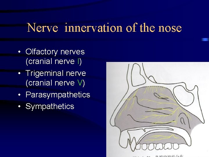 Nerve innervation of the nose • Olfactory nerves (cranial nerve I) • Trigeminal nerve