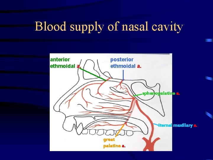 Blood supply of nasal cavity anterior ethmoidal a. posterior ethmoidal a. sphenopalatine a. iternal