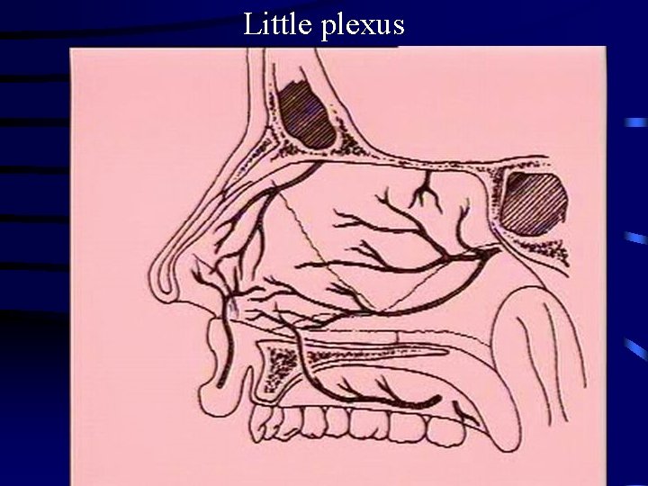 Little plexus 