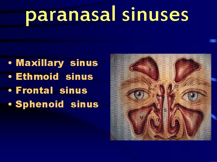 paranasal sinuses • • Maxillary sinus Ethmoid sinus Frontal sinus Sphenoid sinus 