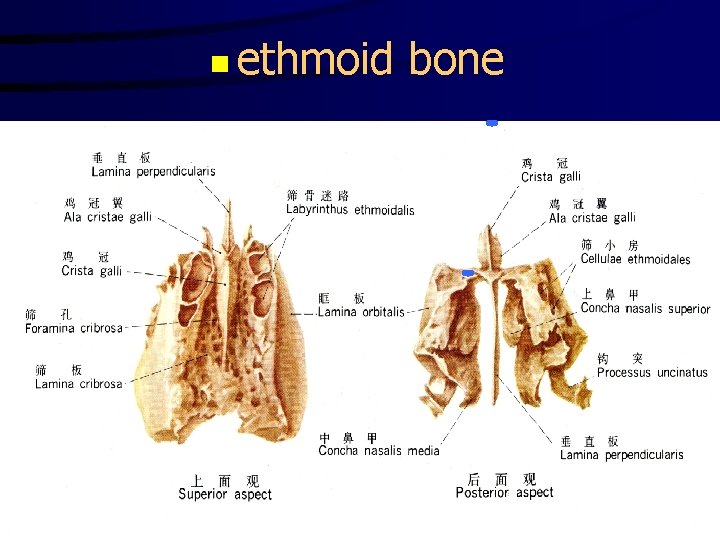 n ethmoid bone 