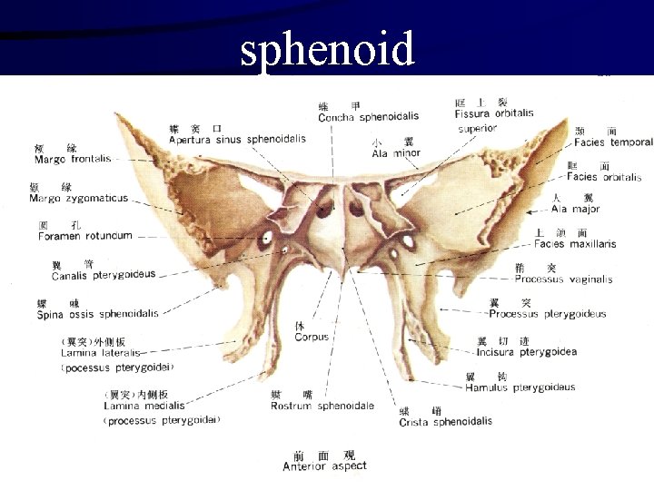 sphenoid 