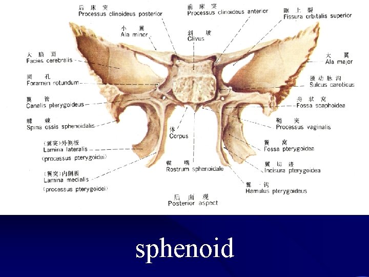 sphenoid 
