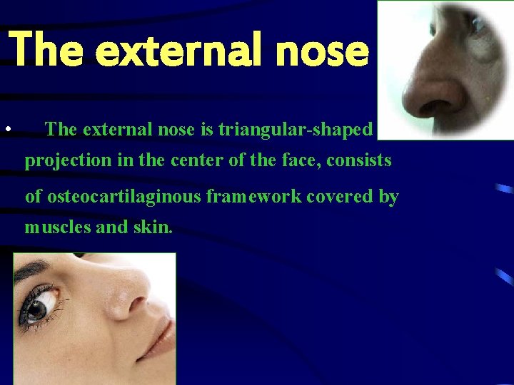 The external nose • The external nose is triangular-shaped projection in the center of