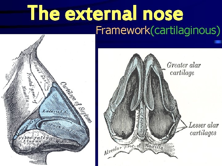 The external nose Framework(cartilaginous) 