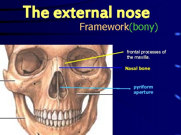 The external nose Framework(bony) frontal processes of the maxilla. Nasal bone pyriform aperture 