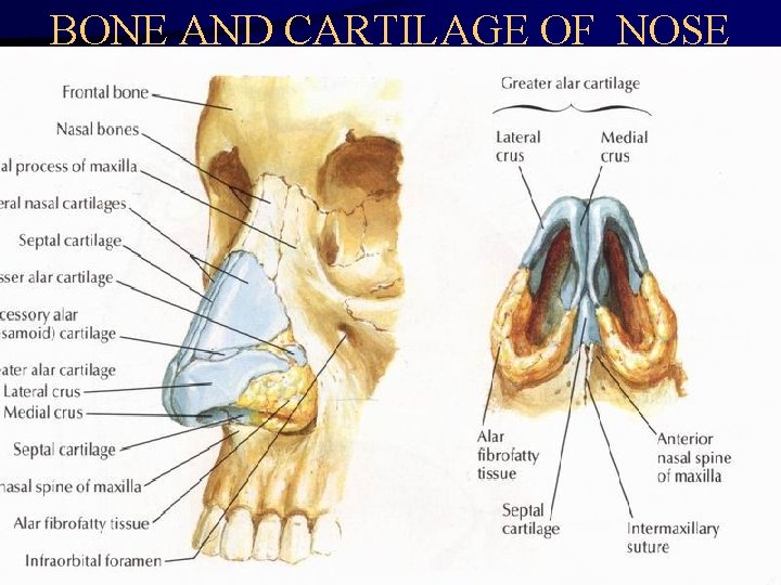 BONE AND CARTILAGE OF NOSE 