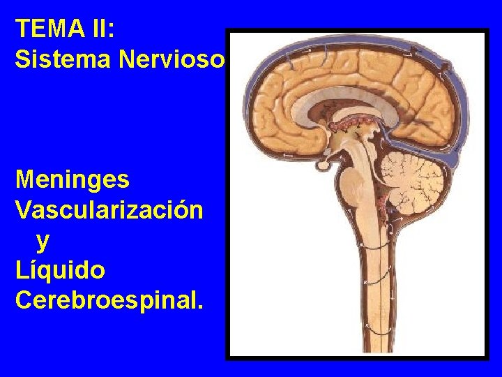 TEMA II: Sistema Nervioso. Meninges Vascularización y Líquido Cerebroespinal. TEMA II: Sistema Nervioso. Meninges Vascularización y Líquido Cerebroespinal.