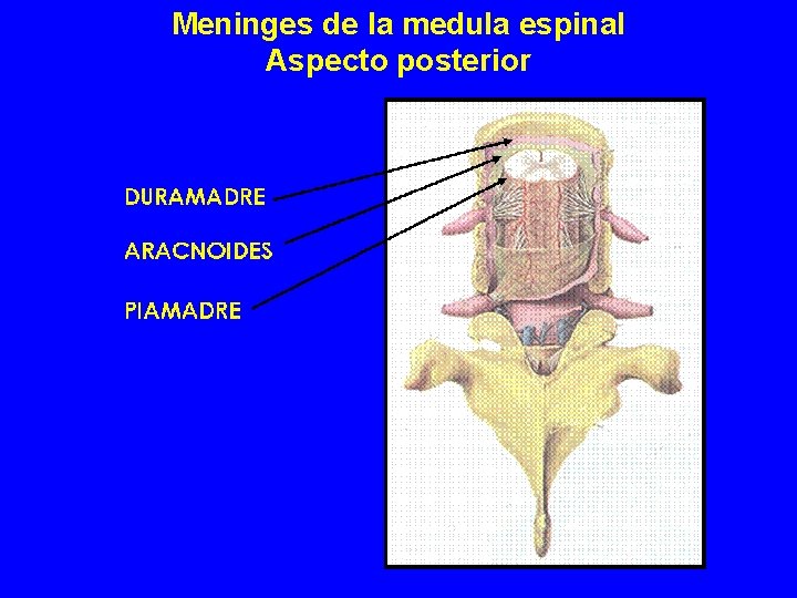 Meninges de la medula espinal Aspecto posterior Meninges de la medula espinal Aspecto posterior