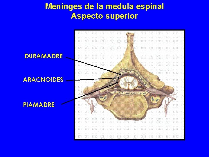 Meninges de la medula espinal Aspecto superior Meninges de la medula espinal Aspecto superior