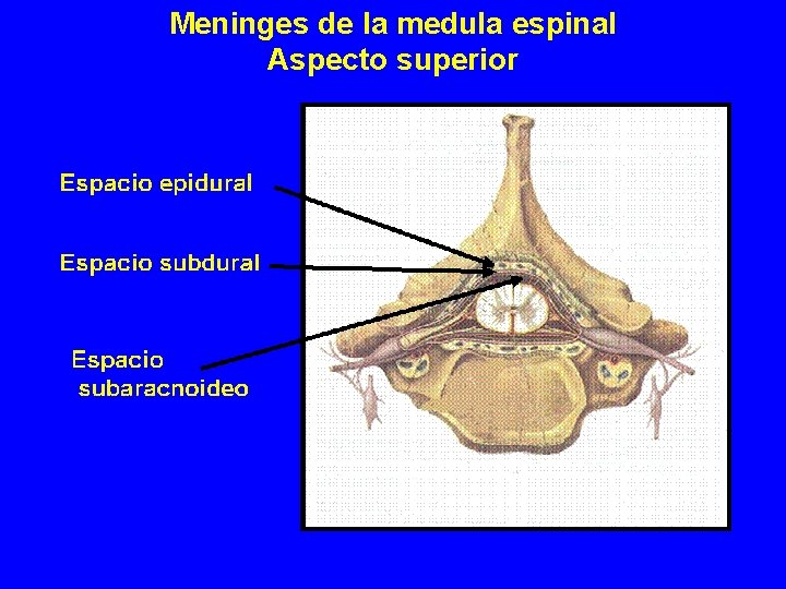 Meninges de la medula espinal Aspecto superior Meninges de la medula espinal Aspecto superior