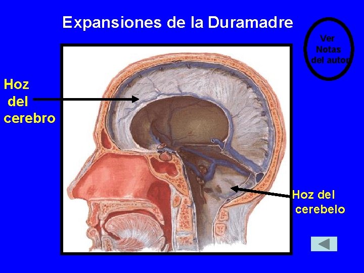 Expansiones de la Duramadre Ver Notas del autor Hoz del cerebro Hoz del cerebelo Expansiones de la Duramadre Ver Notas del autor Hoz del cerebro Hoz del cerebelo