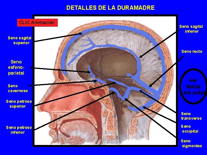 DETALLES DE LA DURAMADRE CLIC Animación Seno sagital inferior Seno sagital superior Seno recto DETALLES DE LA DURAMADRE CLIC Animación Seno sagital inferior Seno sagital superior Seno recto